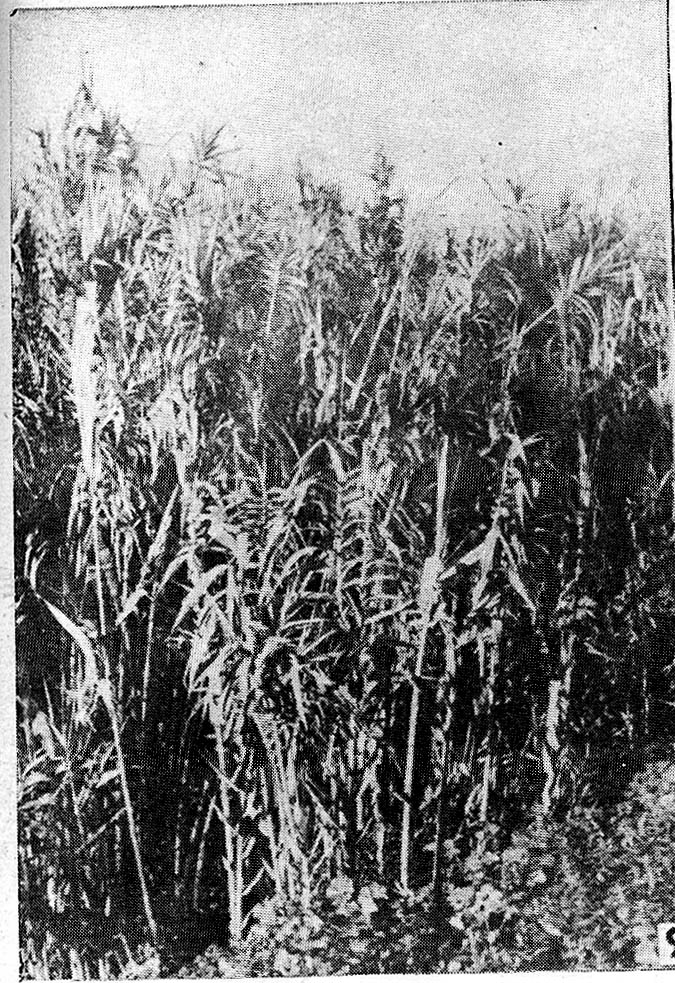 arundo